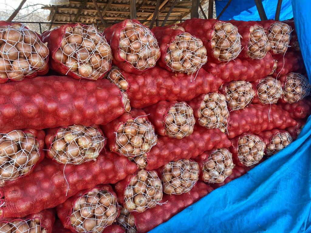 Soğan