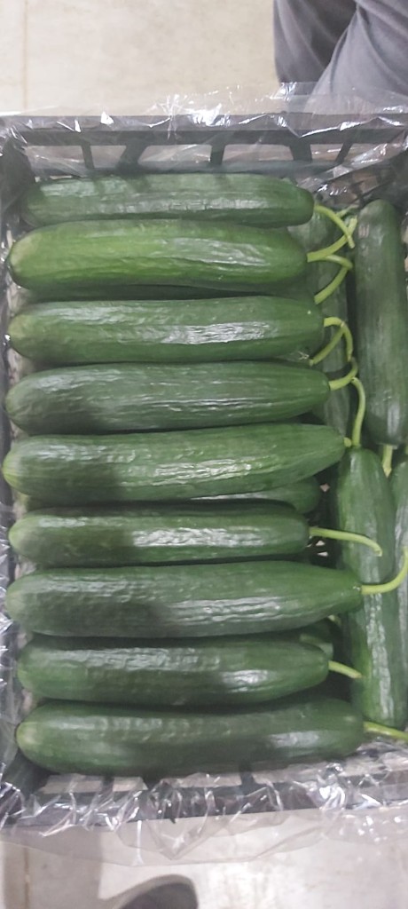 Salatalık